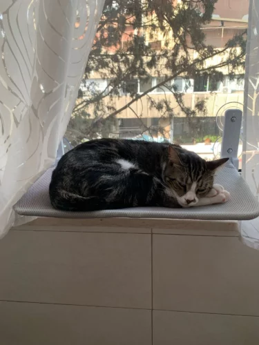 Foldable Cordless Indoor Cat Window Perch2
