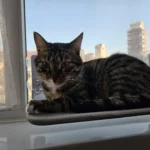 Foldable Cordless Indoor Cat Window Perch3