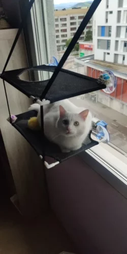 Kitty Sunny Seat Cat Window Perch1