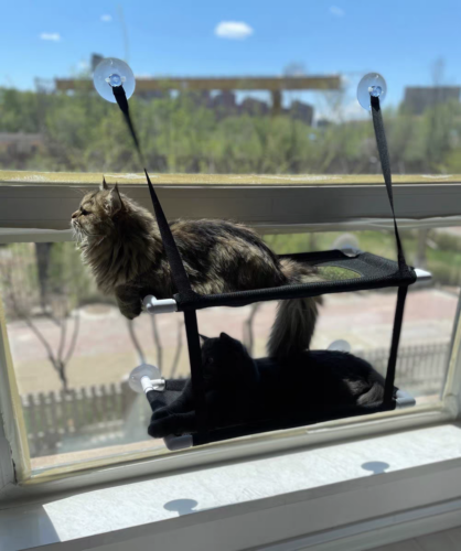 Kitty Sunny Seat Cat Window Perch4